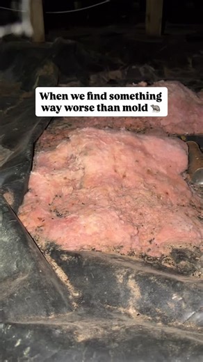 16K views · 142 reactions | One mouse can produce 50–75 droppings per day. That’s 15,000–20,000 droppings per year from a single mouse. Rodent droppings (esp in your hvac) can lead to exposure to hantavirus and other pathogenic viruses. | Enviro | Facebook