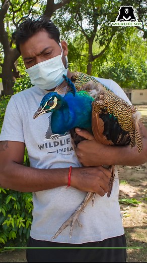 Here's a recap of some animals Wildlife SOS rescued in the month of June alone! | Wildlife SOS