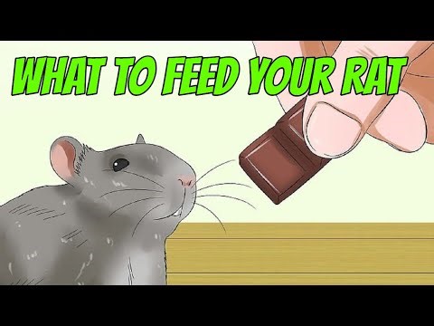 What to Feed Your Rat to Keep It Healthy, Active, and Happy Every Day