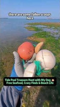 Tide Pool Treasure Hunt with My Dog 🐶 Free Seafood, Crazy Finds & Beach Life