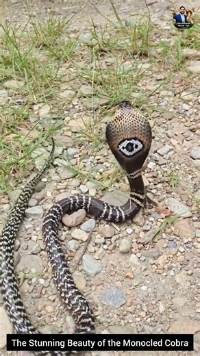 The Stunning Beauty of the Monocled Cobra #snake #wildliferescue #cobra #wildlifeentertainment