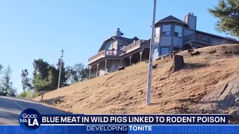 Wild pigs with blue meat found in California