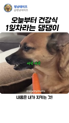 당근을 줬더니....넘 잘먹는걸?#강아지먹방 #댕댕이일상 #강아지다이어트 #당근먹방