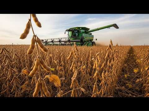 US Soybean Production Explained From Field to Harvest | Agricultural Secrets