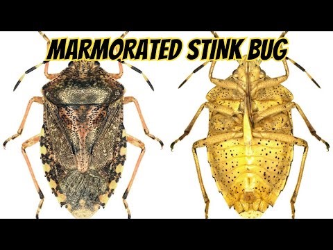 Marmorated Stink Bug: The Invasive Insect Invading Crops and Homes