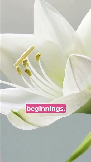 What’s So Special About Easter Lilies?