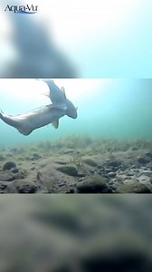 Smallmouth bass spawning is a special time of year. Here’s what it looks like.. underwater! 🙌 #reels #fishing | Aqua-Vu