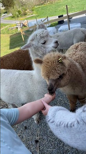Tiny Hands, Big Hearts 💕🦙 | Feeding the Alpacas at Farm Tales Norway