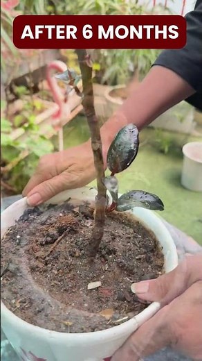 Grow a Rubber Plant from One Cutting | Easy Propagation Hack#shorts #rubbertreeplant