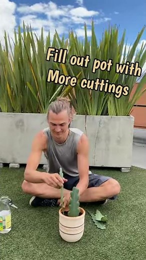 How to Start Epiphyllum Orchid Cactus Cuttings #shorts