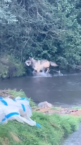 4.7K views · 60 reactions | In Tahitian, Canada, gray wolves have...