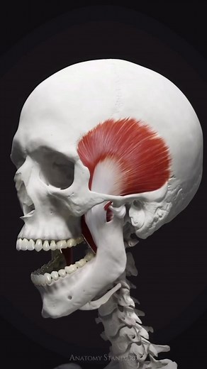 All Dental / Вся Стоматология | 🌟The primary muscles of mastication are the group of muscles responsible for the movement of the jaw during chewing (mastication). There... | Instagram