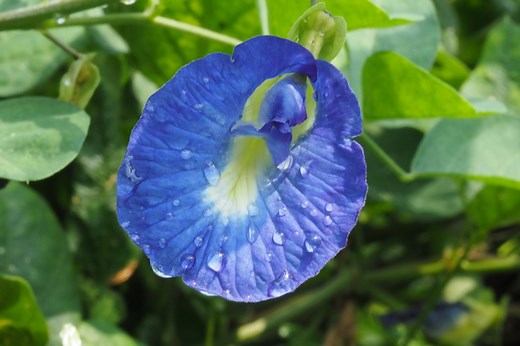 Aparajita Flower Benefits in Hindi - अपराजिता की जड़ के फायदे व नुकसान