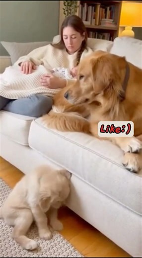 Sad puppy face after being shushed. #dog #baby