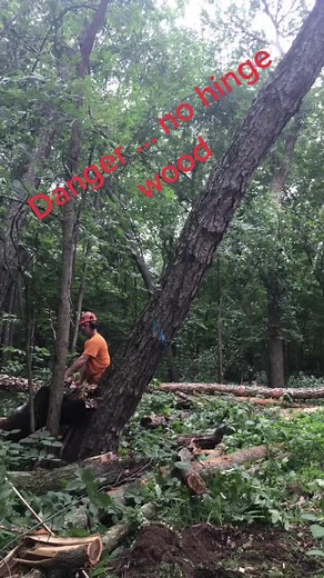 Logging #skidderdone #loggingislife #AmateurLogger #lumberjack