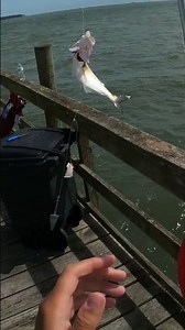Bluefish Gloucester Pier VA fishing