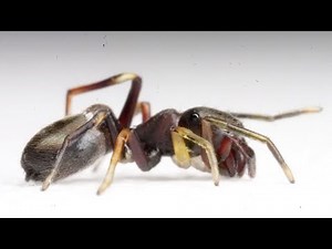 This ant... something's wrong...