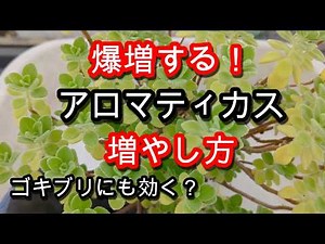 How to Propagate Aromatics: A Simple Guide to Cuttings! Plus, A Complete Breakdown of Their Cockr...