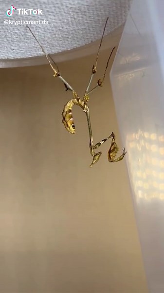 Understanding Praying Mantis Molting: The Stages and Process