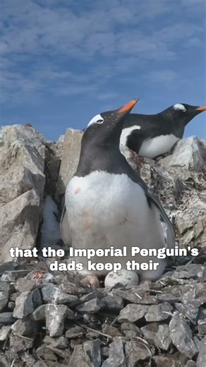 Penguins Propose with Rocks?! 🐧 Cutest Animal Fact Ever