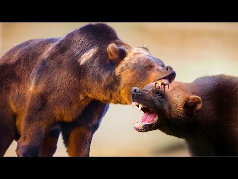 WOLVERINE VS BROWN BEAR - Who Reigns Supreme