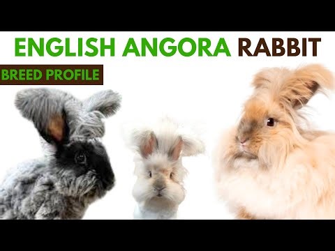 English Angora Breed Profile History - Traits - Price - English Angora Grooming Needs - Lifespan