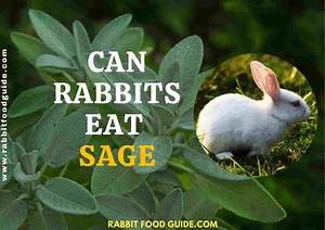 Can Rabbits Eat Sage? Proper Guide & Things We Should Know