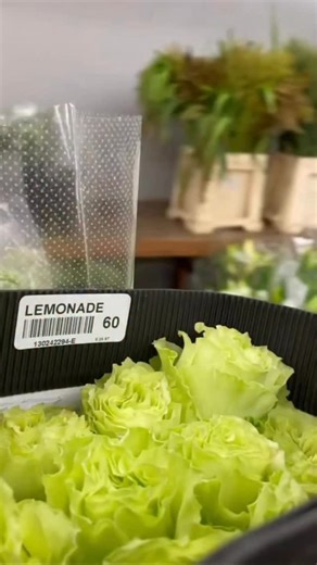 P. Pinon Jr on Instagram: "Green cymbidium orchids layered with garden roses, variegated scabiosa, ranunculus, lisianthus, and soft green hydrangea 🌿 This palette is about restraint — letting texture, form, and breathing space do the talking. No trends. No noise. Just calm confidence and timeless beauty. Arranged the way luxury should feel: effortless, intentional, and deeply grounding. . . #QuietLuxury #TimelessDesign #BotanicalElegance #ArrangingHappiness #JunPinon"