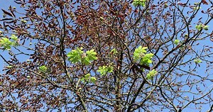 chestnut blooming in autumn, the impact of global warming and the second chestnut bloom during the year