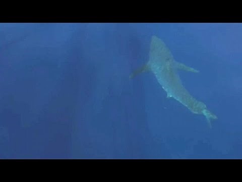 For the first time in 30 years: Great white shark off Mallorca