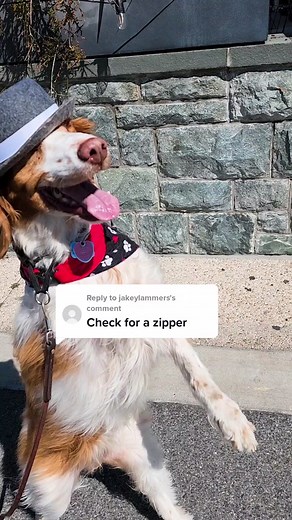 The Search for the Elusive Zipper on Dexter Continues