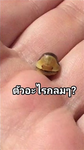 This tiny creature costs over a thousand baht! 🤯 #Isopod #UnusualPet #RubberDuckyIsopod