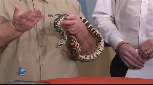 Learn about the Bullsnake