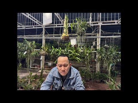 21/3 SƠN THUỶ TIÊN mắt đen, KOKI, NHẠN T8 090611006