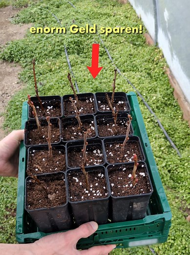 Geld sparen im Garten: Beerensträucher selbst vermehren