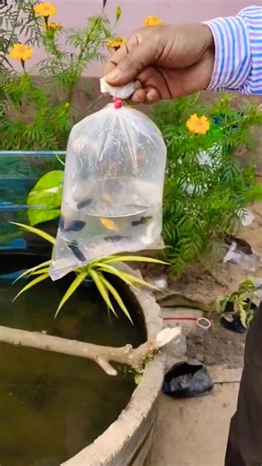 A few more new members have joined our mini pond.