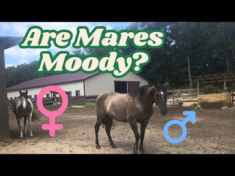 The Harmful Stigma Around Mares(And Why It Needs To Stop)