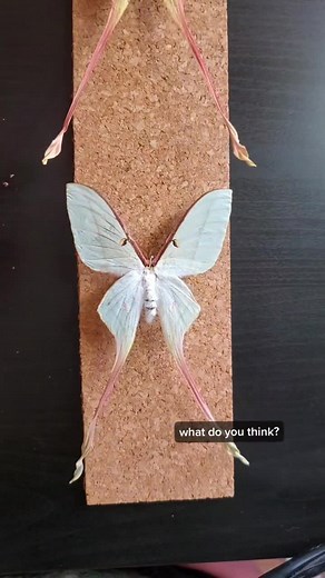 Stunning Chinese Moon Moths at Lunar Faire NJ