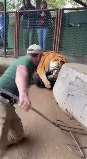 Unbelievable Footage: Chimp Protects Human From Tiger