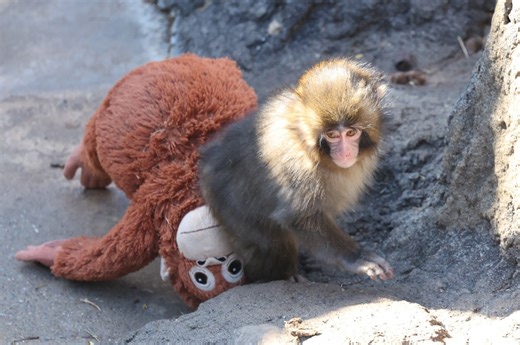 Punch the Monkey’s Heartbreaking Fate Revealed by Scientists