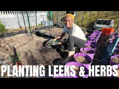 Spring Me Please (21) | Planting Leeks & Herbs | Gardening While Aging | That's Not a Weed