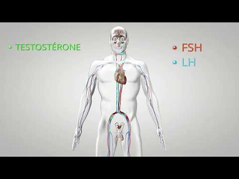 Le fonctionnement du testicule