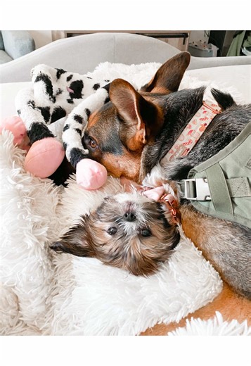 The first time we met! We are so excited to introduce ourselves! Our mom, @kyliejoyreel, will do some narration, but for the most part, we prefer to speak for ourselves! 🤣 Hi! I’m Odin, an almost 6 year old German Shepherd and this is my little sister, Sophie. She is a Shih Tzu and is 3 years old. Fun fact about her and my mom is in people years they will both be the same age this year when they have their birthdays! 🤣 We wanted to start from the very beginning and introduce ourselves, and wha