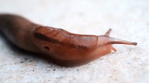 A 19-year-old ate a slug - and spent 420 days in a coma