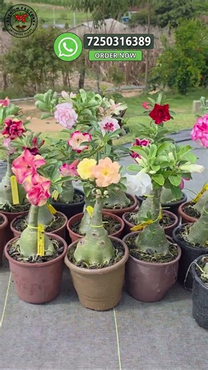Rare Imported Adenium Plant Online Shopping 🛍️ #adenium #plants #flowers #garden