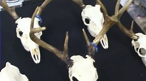 How to Clean and Preserve Your Own Skulls