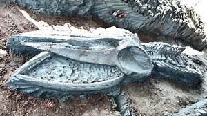 '완벽 보존' 12m 고래 뼈, 무려 5천 년 전 것이라고?