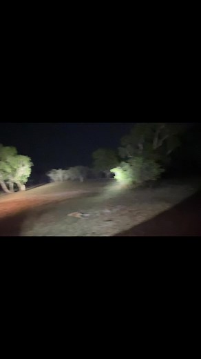 Pig was looking for some human legs to take out🏃‍♂️😂 #northernterritory #workingdogs #pigging #fyp