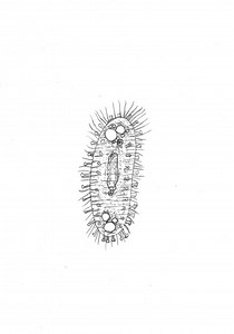 吸管虫類（Suctoria)の幼生？もしくは他の繊毛虫　動画つき : 滴虫界　(Infusorian　World）Ciliates，Amoebae，Flagellates，ｅｔｃ...