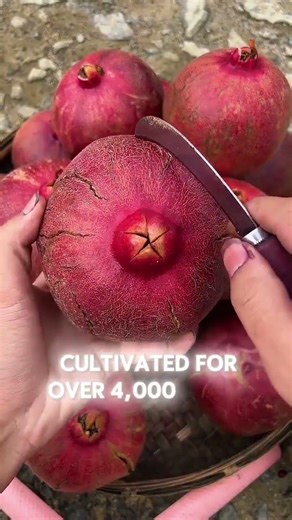 ✨ Pomegranate: nature’s red jewel ✨🍎 #nature #gardening #countrylife